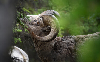 Bighorn sheep (Ovis canadensis), Canada