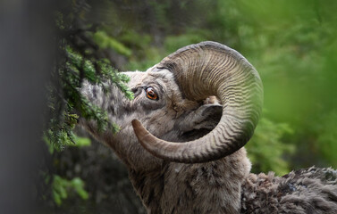 Bighorn sheep (Ovis canadensis), Canada