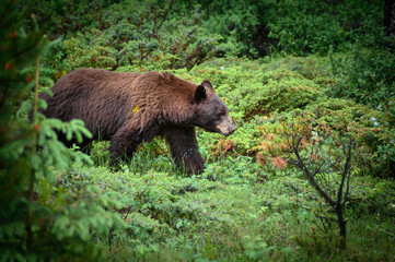 Black Bear (Ursus americanus), Canada