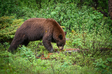 Black Bear (Ursus americanus), Canada