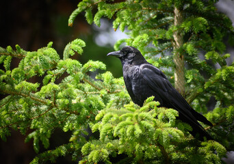 The Raven (Corvus Corax), Canada