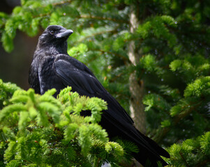 The Raven (Corvus corax), Canada