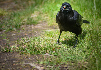 The Raven (Corvus corax), Canada