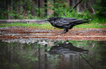 The Raven (Corvus corax), Canada