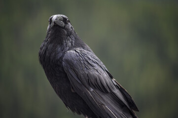 The Raven (Corvus corax), Canada