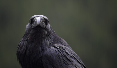 The Raven (Corvus corax), Canada