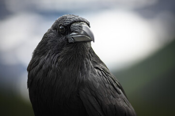 The Raven (Corvus corax), Canada