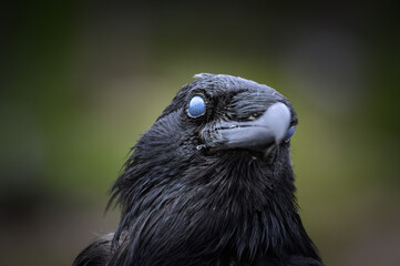 The Raven (Corvus corax), Canada