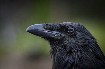 The Raven (Corvus corax), Canada