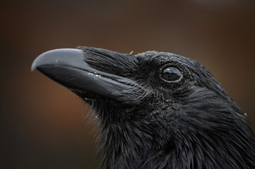 The Raven (Corvus corax), Canada