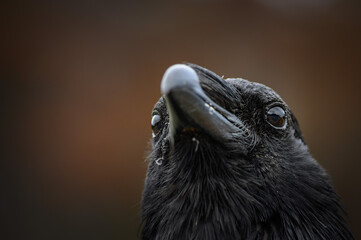The Raven (Corvus corax), Canada