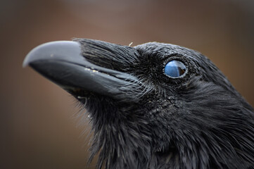 The Raven (Corvus corax), Canada