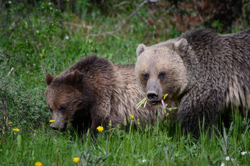 Fototapeta premium Grizzly Bears (Ursus arctos horribilis), Canada