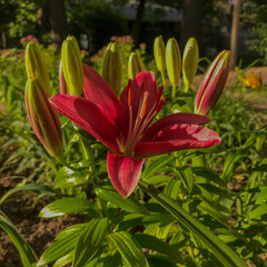 Fototapeta premium Pink flower