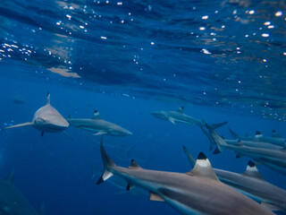 水面近くを泳ぐブラックチプリーフシャーク・ツマグロザメ、Carcharhinus...