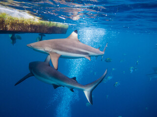 Obraz premium 水面近くを泳ぐブラックチプリーフシャーク・ツマグロザメ、Carcharhinus melanopterus、(水中)。ミクロネシア連邦ヤップ島