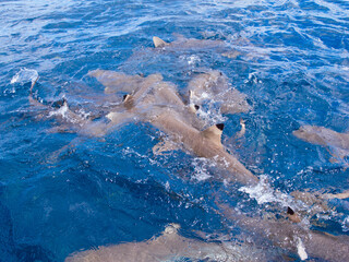 Obraz premium 水面近くを泳ぐブラックチプリーフシャーク・ツマグロザメ、Carcharhinus melanopterus、(水面から)。ミクロネシア連邦ヤップ島