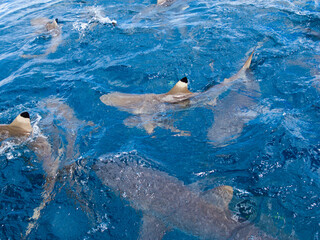 Obraz premium 水面近くを泳ぐブラックチプリーフシャーク・ツマグロザメ、Carcharhinus melanopterus、(水面から)。ミクロネシア連邦ヤップ島