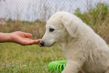 Fototapeta premium puppy 