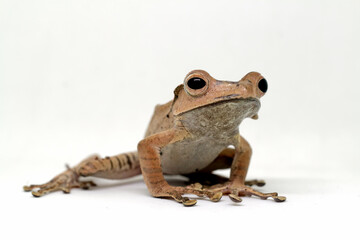 Polypedates otilophus, borneo eared tree frog with white background