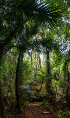 Forest with palm trees, New Zealand