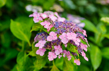 日本の宮城県仙台市「資福寺」に咲く美しい紫陽花