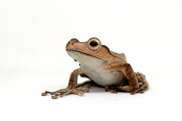Fototapeta premium Polypedates otilophus, borneo eared tree frog with white background