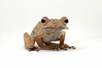 Polypedates otilophus, borneo eared tree frog with white background
