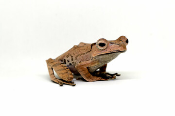 Polypedates otilophus, borneo eared tree frog with white background