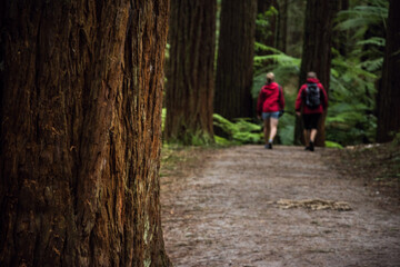 Fototapeta premium Hiking trail in redwood forest Rotorua, New Zealand