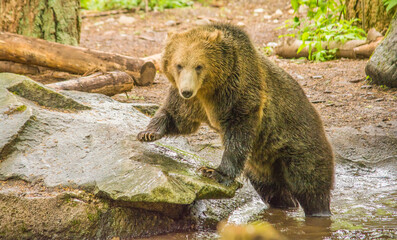 grizzly bear (Ursus arctos horribilis) in forest climbing onto rock