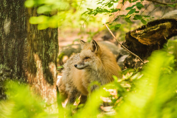 red fox Vulpes vulpes wildlife looking around
