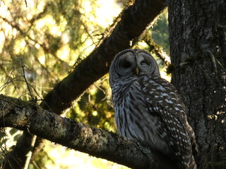 Winking Barred Owl