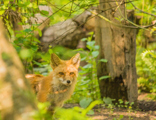 red fox Vulpes vulpes wildlife keeping watch
