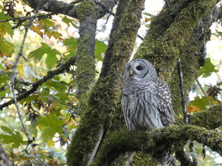 Maple Barred Owl