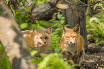 Pair of Red Foxes (Vulpes vulpes) keeping watch deep in the forest
