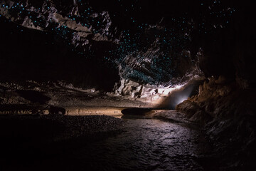 Naklejka premium Blue glow worms inside the cave, New Zealand