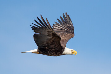 Bald Eagle flying through the blue sky on sunny day