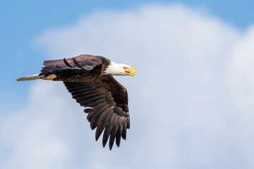 Bald Eagle flying through the sky in front of cloud