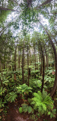 Tree walk in redwood forest Rotorua, New Zealand