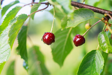 Cherry tree branch with berries in summer