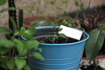 Close up of growing sage and vegetables
