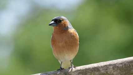 Common Chaffinch sitting on a fence UK
