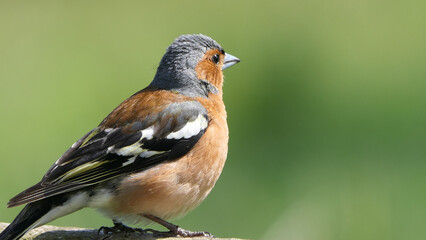 Common Chaffinch sitting on a fence UK