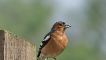 Common Chaffinch sitting on a fence UK