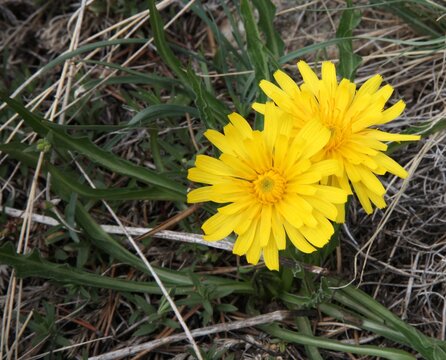 False Dandelion (Agoseris glauca) yellow wildflowers in Beartooth Mountains, Montana
