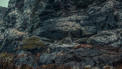 Lobo marino en rocas