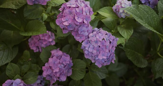 Tilt up, Vibrant, purple, blue hydrangea blossoms, large green leaves, framed right, sways gently in breeze, Macrophylla.
