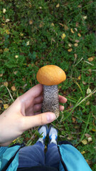  girl holds an edible mushroom on her hand. mushroom picking in autumn