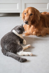 British Shorthair and Golden Retriever